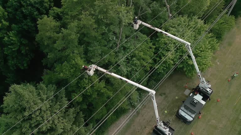 Tree and Shrub Care in Charlotte Hall, MD